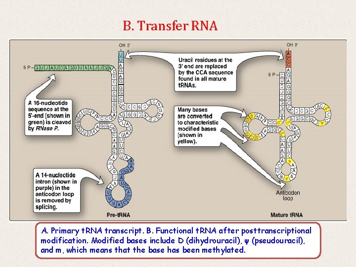 B. Transfer RNA A. Primary t. RNA transcript. B. Functional t. RNA after posttranscriptional