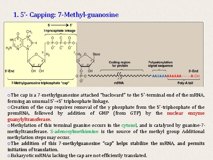 1. 5’- Capping: 7 -Methyl-guanosine o. The cap is a 7 -methylguanosine attached “backward”