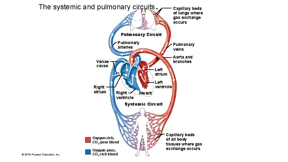The systemic and pulmonary circuits . Capillary beds of lungs where gas exchange occurs