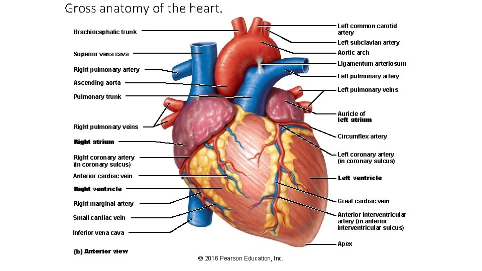 Gross anatomy of the heart. Left common carotid artery Brachiocephalic trunk Left subclavian artery