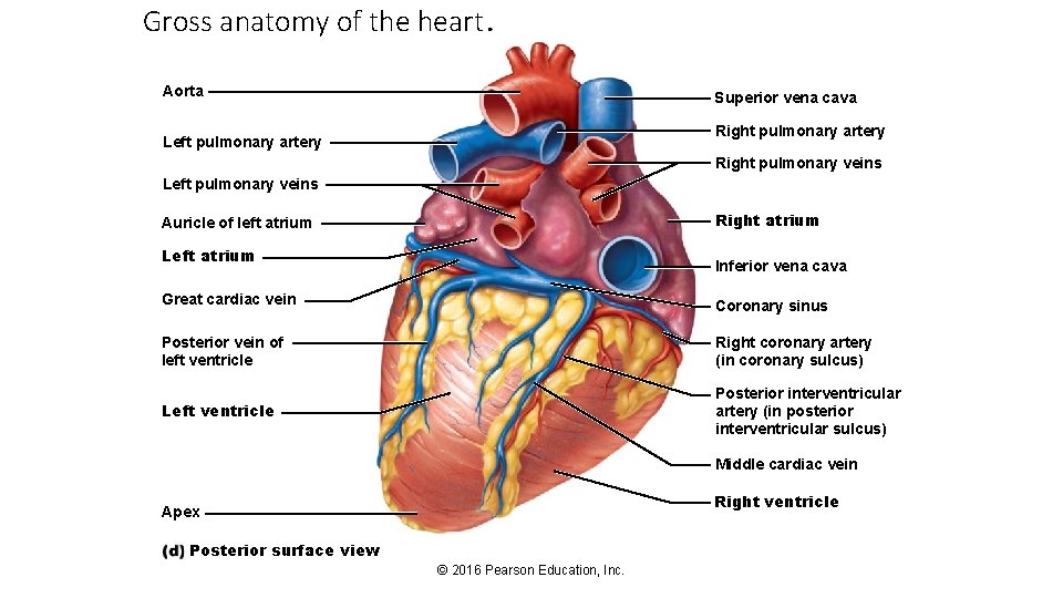 Gross anatomy of the heart. Aorta Superior vena cava Right pulmonary artery Left pulmonary