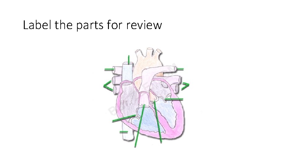 Label the parts for review 