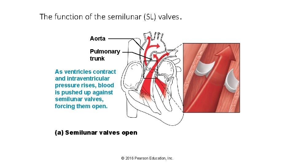 The function of the semilunar (SL) valves. Aorta Pulmonary trunk As ventricles contract and