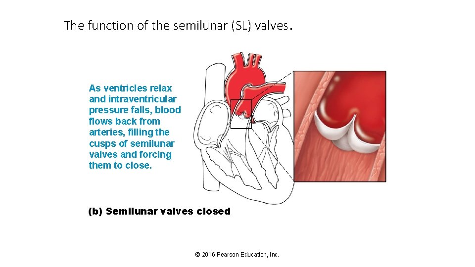 The function of the semilunar (SL) valves. As ventricles relax and intraventricular pressure falls,