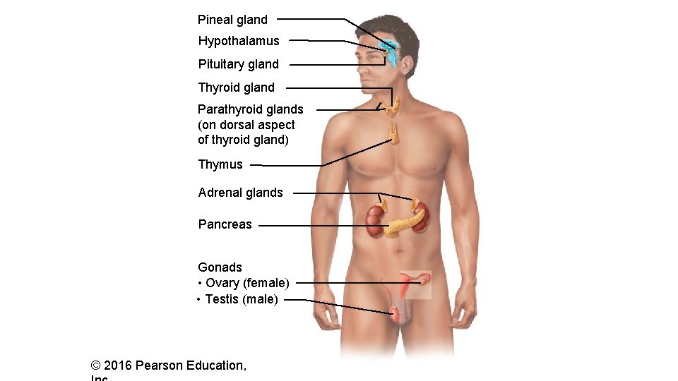 Pineal gland Hypothalamus Pituitary gland Thyroid gland Parathyroid glands (on dorsal aspect of thyroid