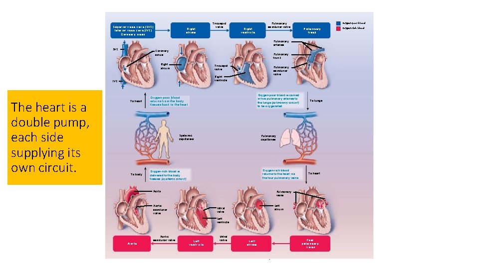 Superior vena cava (SVC) Inferior vena cava (IVC) Coronary sinus Tricuspid valve Right atrium