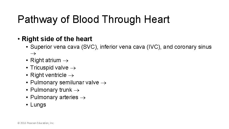 Pathway of Blood Through Heart • Right side of the heart • Superior vena