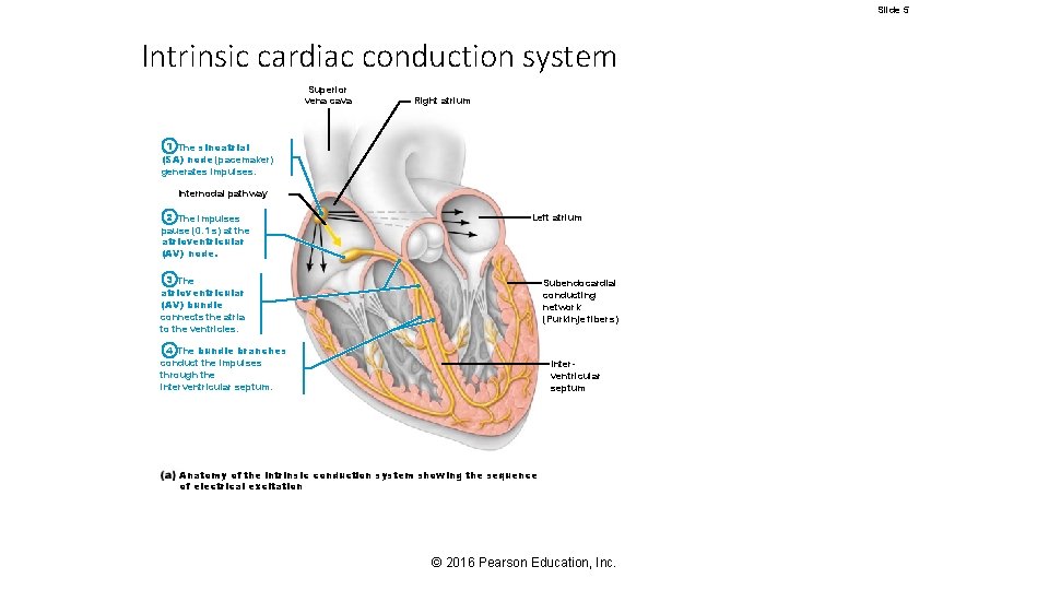 Slide 5 Intrinsic cardiac conduction system Superior vena cava Right atrium 1 The sinoatrial