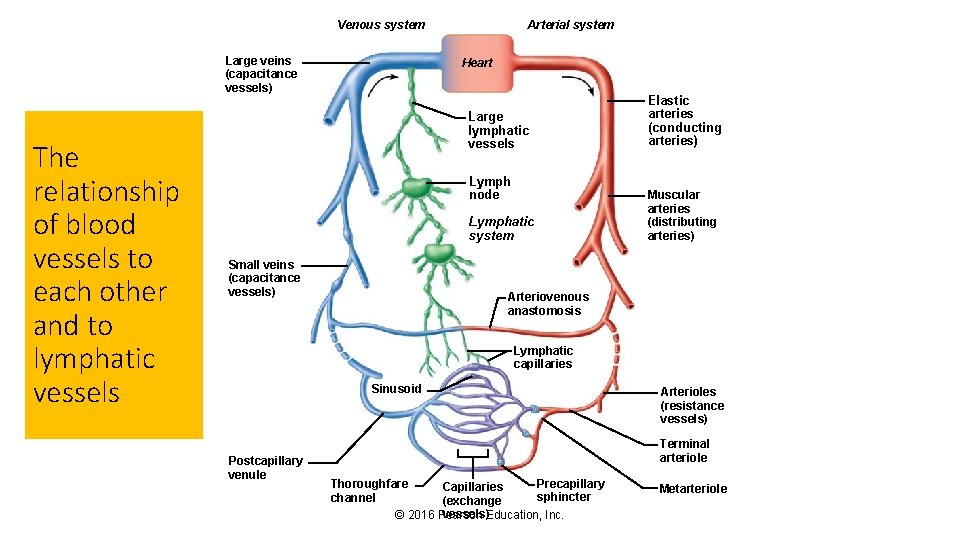 Venous system Large veins (capacitance vessels) The relationship of blood vessels to each other