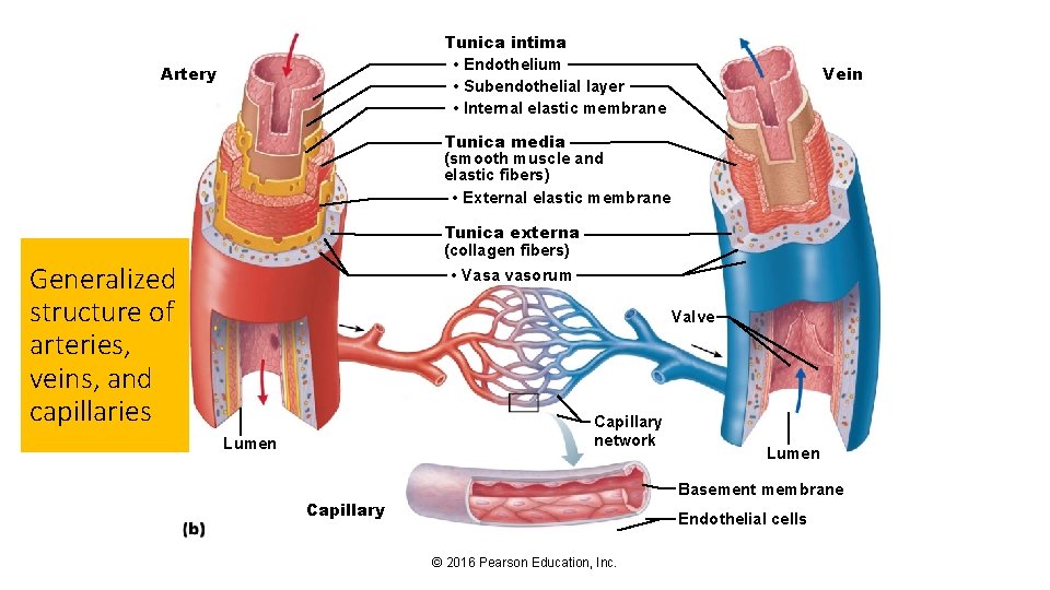 Tunica intima • Endothelium • Subendothelial layer • Internal elastic membrane Artery Vein Tunica