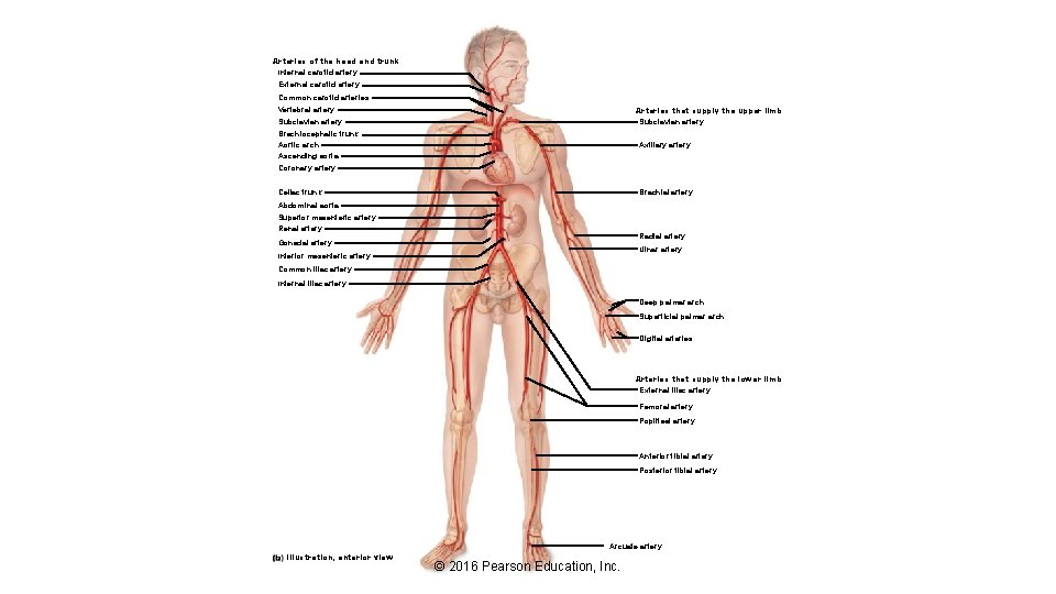 Arteries of the head and trunk Internal carotid artery External carotid artery Common carotid