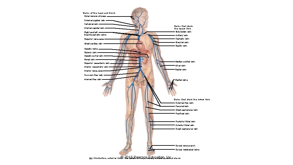 Veins of the head and trunk Dural venous sinuses External jugular vein Vertebral vein