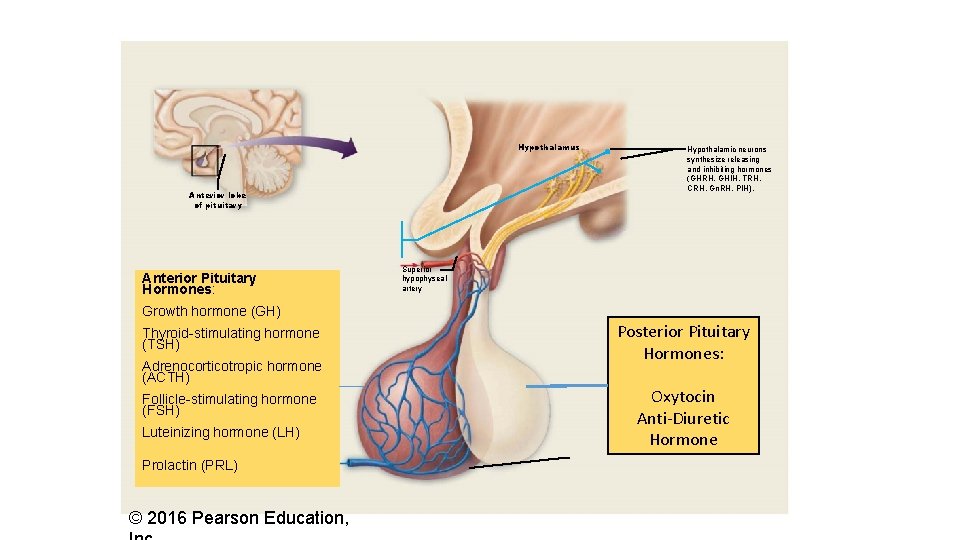 Hypothalamus Anterior lobe of pituitary Anterior Pituitary Hormones: Hypothalamic neurons synthesize releasing and inhibiting