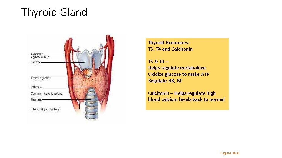 Thyroid Gland Thyroid Hormones: T 3, T 4 and Calcitonin T 3 & T