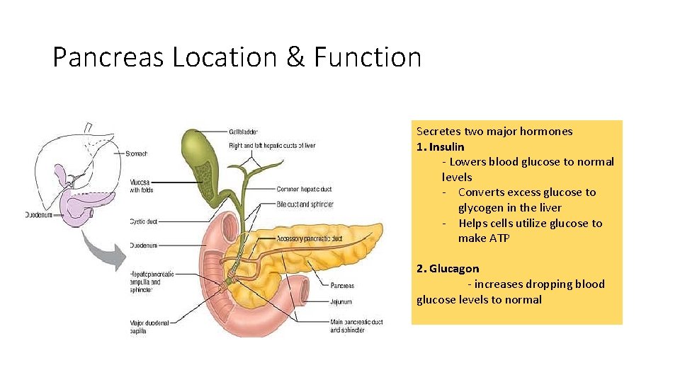 Pancreas Location & Function Secretes two major hormones 1. Insulin - Lowers blood glucose