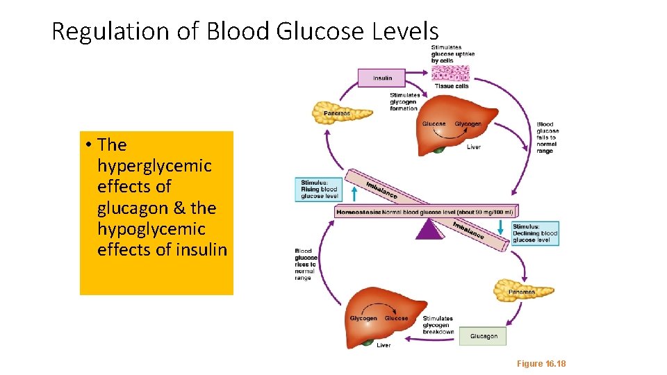Regulation of Blood Glucose Levels • The hyperglycemic effects of glucagon & the hypoglycemic