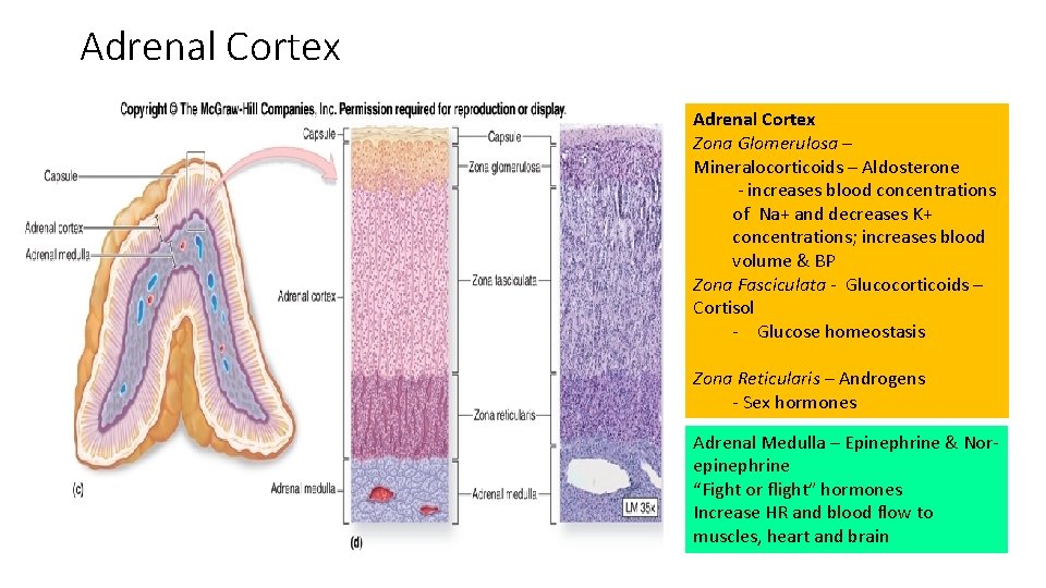 Adrenal Cortex Zona Glomerulosa – Mineralocorticoids – Aldosterone - increases blood concentrations of Na+