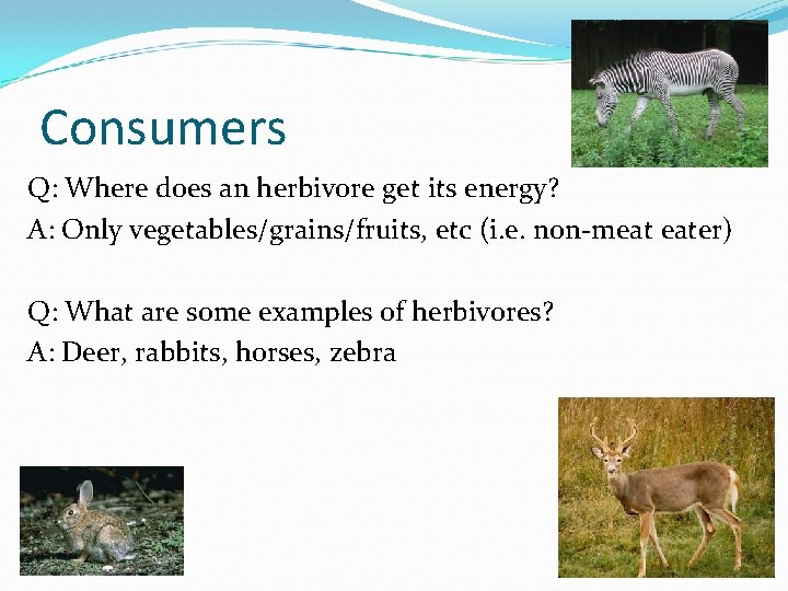 Consumers Q: Where does an herbivore get its energy? A: Only vegetables/grains/fruits, etc (i.