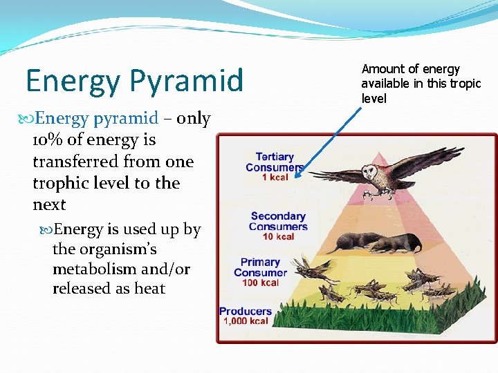 Energy Pyramid Energy pyramid – only 10% of energy is transferred from one trophic