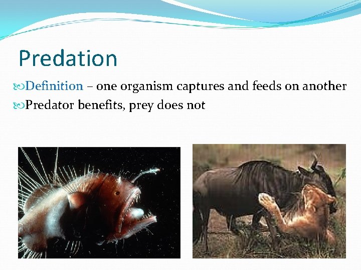 Predation Definition – one organism captures and feeds on another Predator benefits, prey does