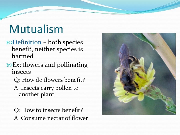 Mutualism Definition – both species benefit, neither species is harmed Ex: flowers and pollinating