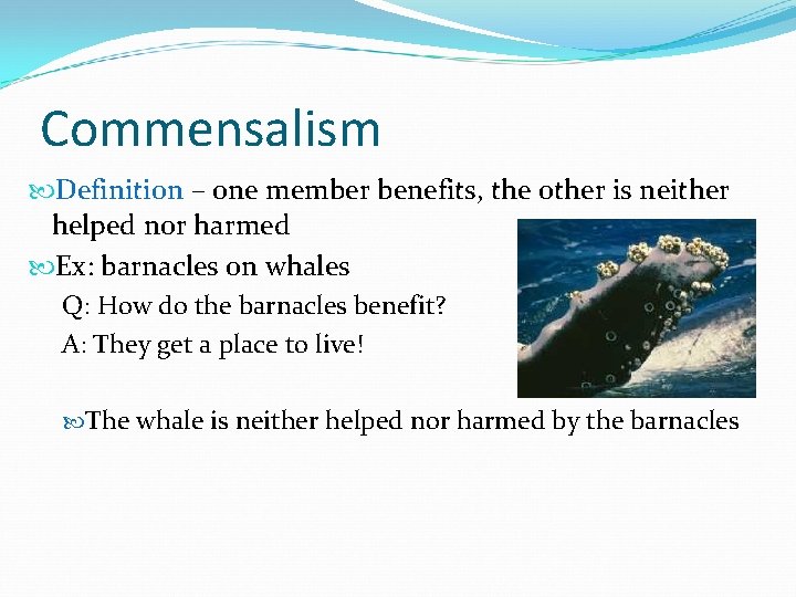 Commensalism Definition – one member benefits, the other is neither helped nor harmed Ex: