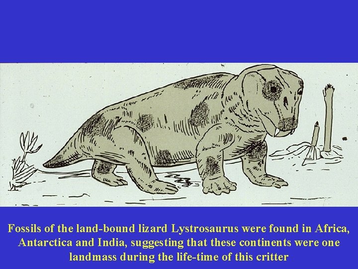 Fossils of the land-bound lizard Lystrosaurus were found in Africa, Antarctica and India, suggesting