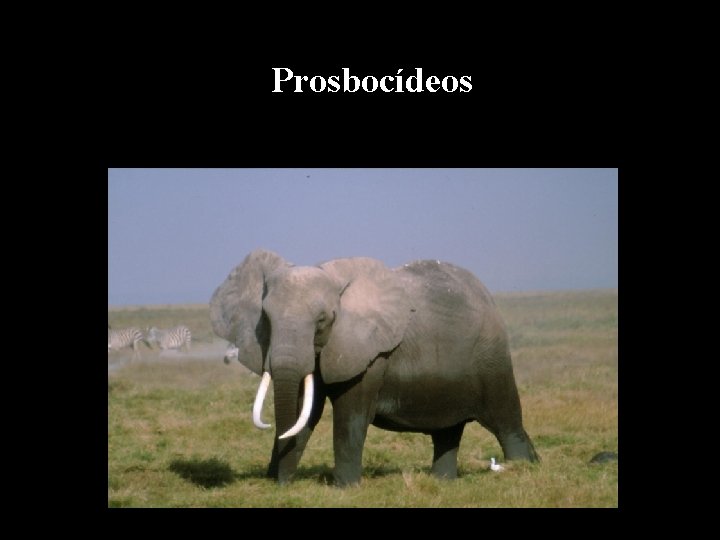 Prosbocídeos 