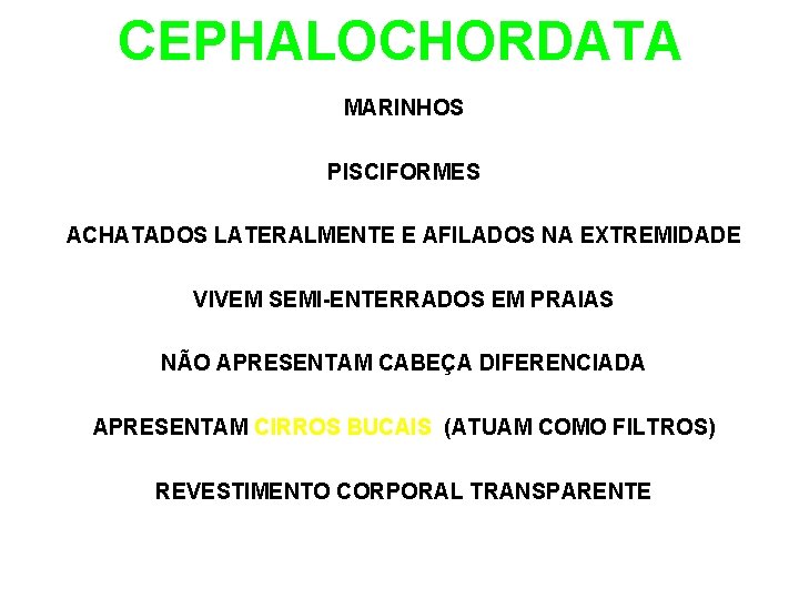 CEPHALOCHORDATA MARINHOS PISCIFORMES ACHATADOS LATERALMENTE E AFILADOS NA EXTREMIDADE VIVEM SEMI-ENTERRADOS EM PRAIAS NÃO