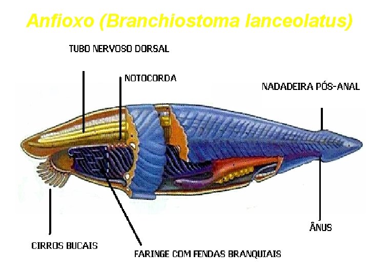 Anfioxo (Branchiostoma lanceolatus) 
