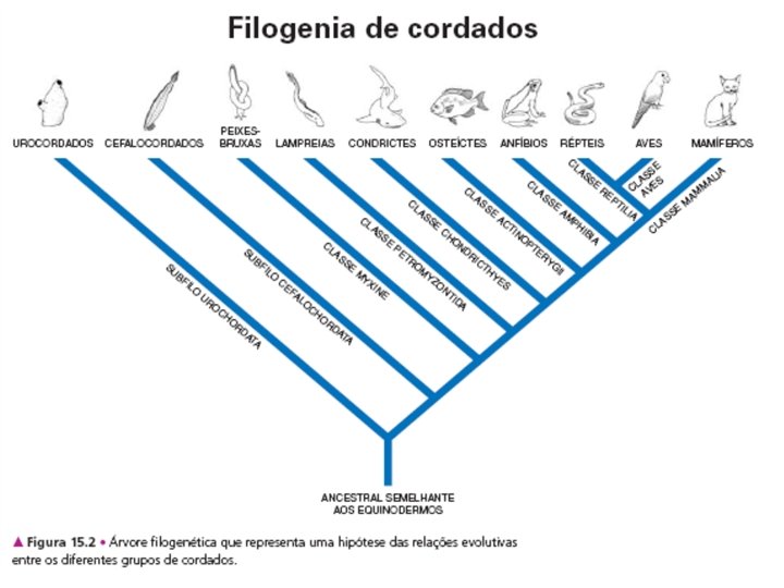 Filogenia dos Cordados 