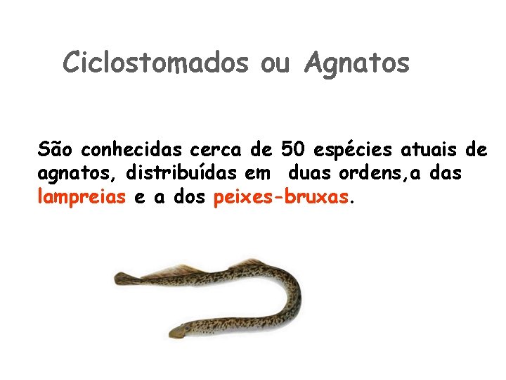 Ciclostomados ou Agnatos São conhecidas cerca de 50 espécies atuais de agnatos, distribuídas em
