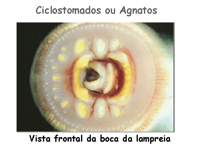 Ciclostomados ou Agnatos Vista frontal da boca da lampreia 