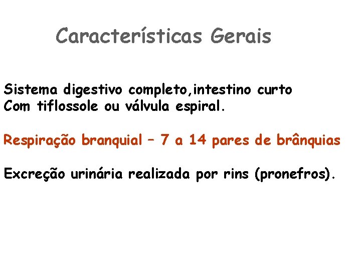 Características Gerais Sistema digestivo completo, intestino curto Com tiflossole ou válvula espiral. Respiração branquial