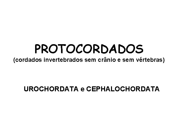PROTOCORDADOS (cordados invertebrados sem crânio e sem vértebras) UROCHORDATA e CEPHALOCHORDATA 