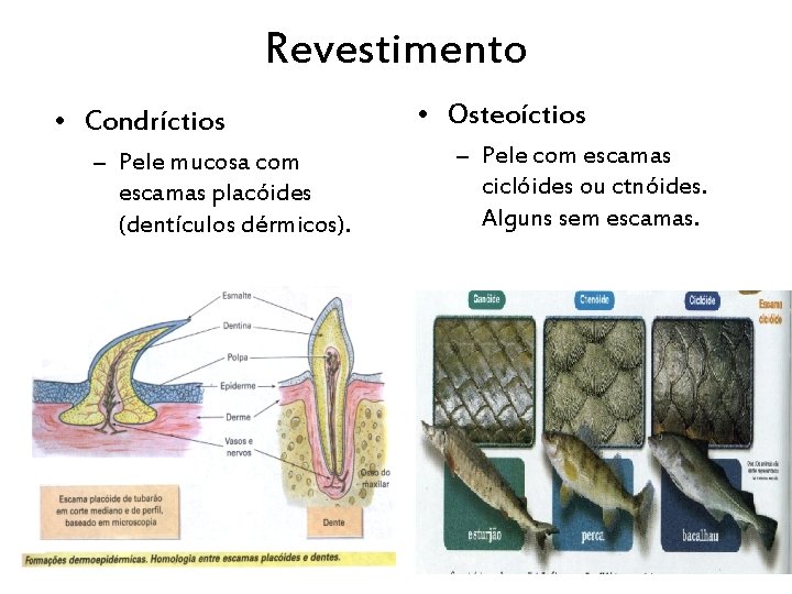 Revestimento • Condríctios – Pele mucosa com escamas placóides (dentículos dérmicos). • Osteoíctios –