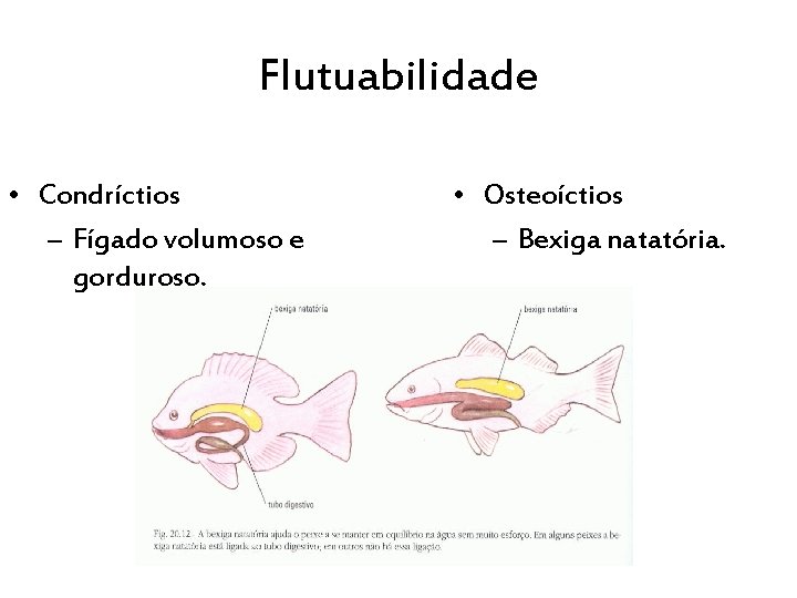 Flutuabilidade • Condríctios – Fígado volumoso e gorduroso. • Osteoíctios – Bexiga natatória. 