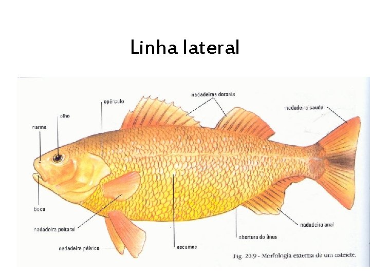 Linha lateral 