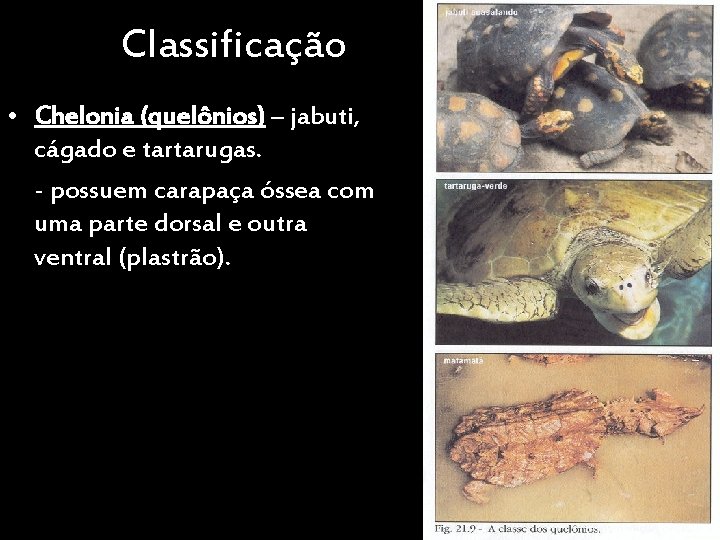 Classificação • Chelonia (quelônios) – jabuti, cágado e tartarugas. - possuem carapaça óssea com