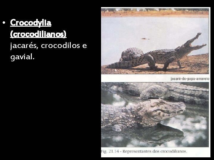  • Crocodylia (crocodilianos) jacarés, crocodilos e gavial. 