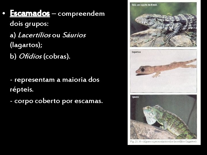  • Escamados – compreendem dois grupos: a) Lacertílios ou Sáurios (lagartos); b) Ofídios