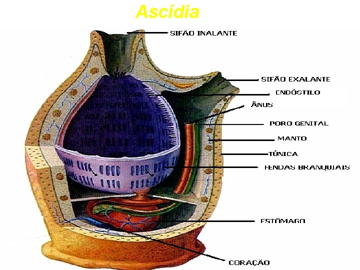 Ascídia 