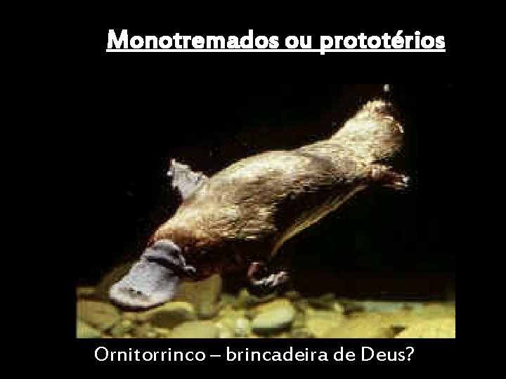 Monotremados ou prototérios Ornitorrinco – brincadeira de Deus? 