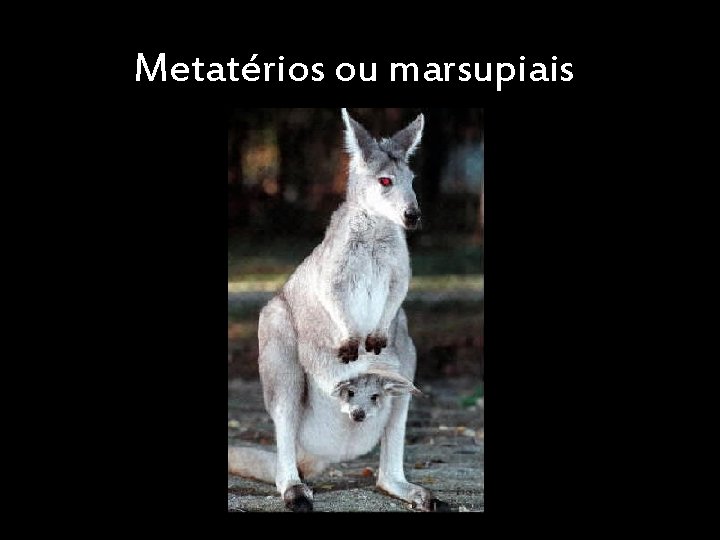 Metatérios ou marsupiais 