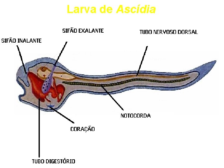 Larva de Ascídia 