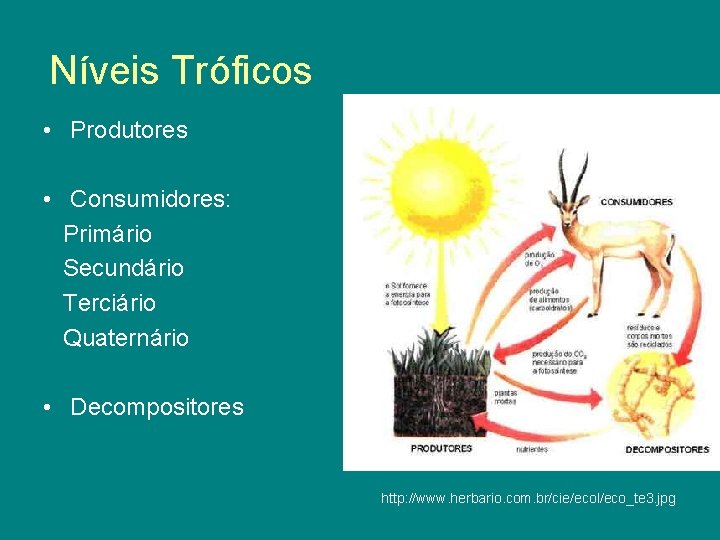 Níveis Tróficos • Produtores • Consumidores: Primário Secundário Terciário Quaternário • Decompositores http: //www.
