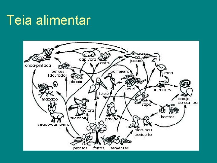 Teia alimentar 