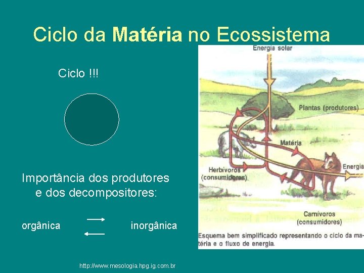 Ciclo da Matéria no Ecossistema Ciclo !!! Importância dos produtores e dos decompositores: orgânica