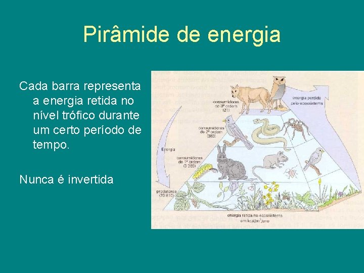 Pirâmide de energia Cada barra representa a energia retida no nível trófico durante um