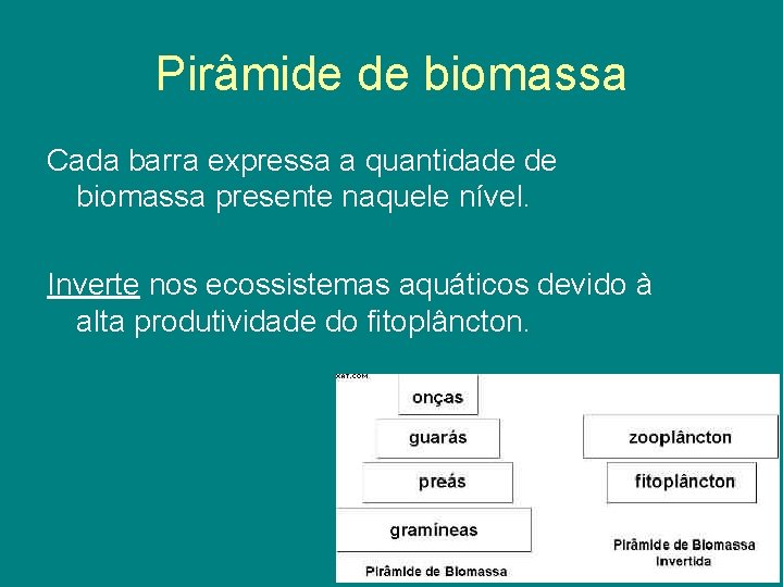 Pirâmide de biomassa Cada barra expressa a quantidade de biomassa presente naquele nível. Inverte